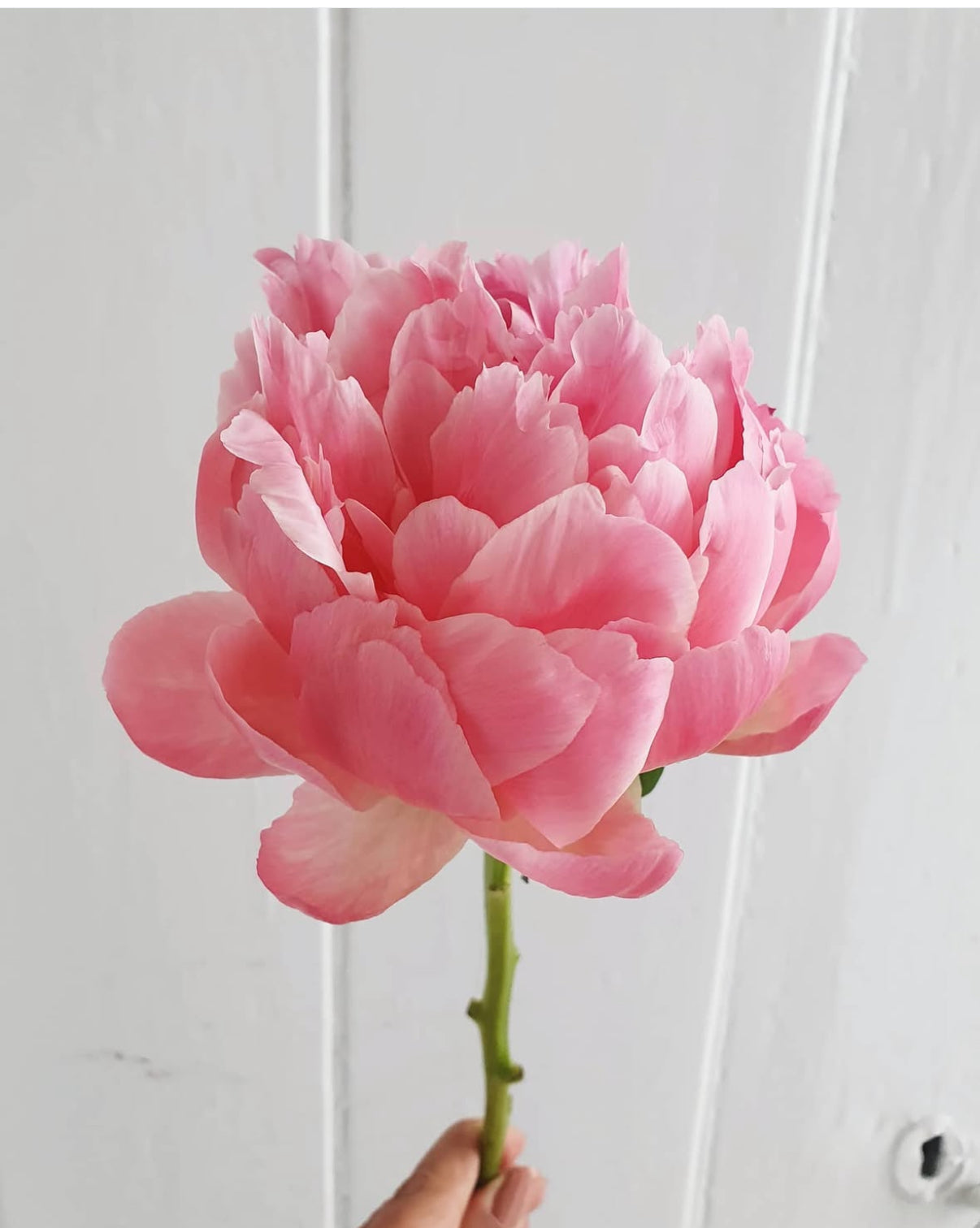 Bouquet of the week